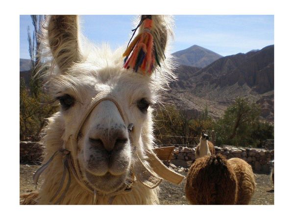 La llama, motivo de singular oferta de turismo virtual en Bolivia