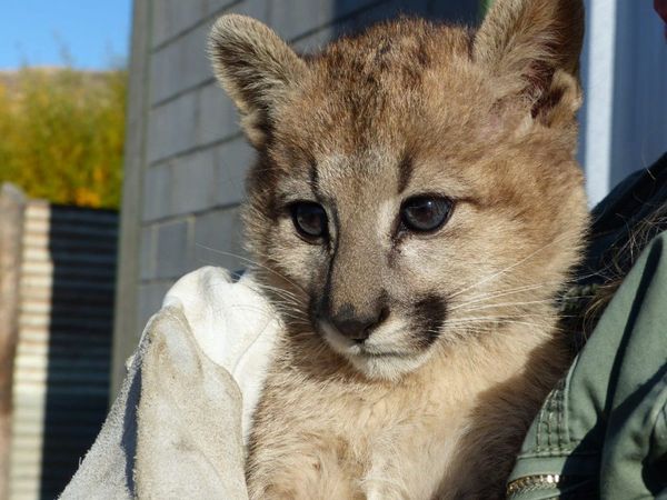 Rescatan a una cachorra de puma en peligro