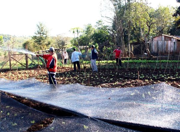 Huerta comunitaria para surtir ollas populares - Interior - ABC Color