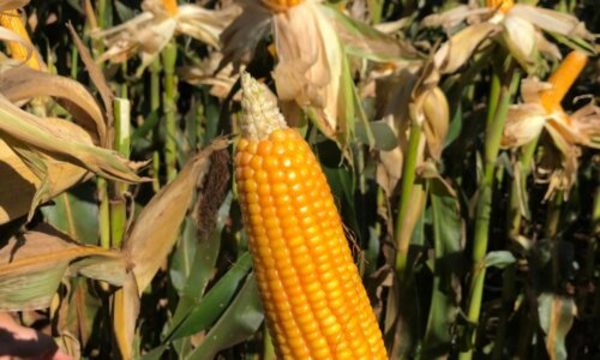 » Calidad del maíz es buena pese a los bajos rendimientos