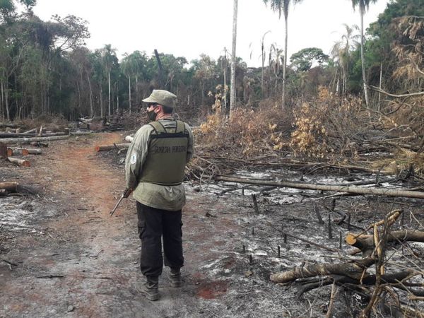 Deforestan 11 hectáreas en la Reserva de Puerto Indio