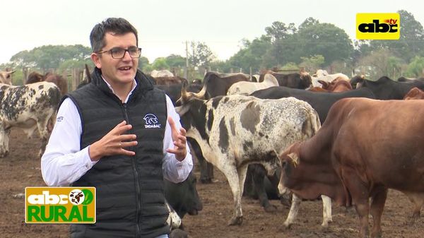Uso de granos de maíz para engorde de ganado - ABC Rural - ABC Color
