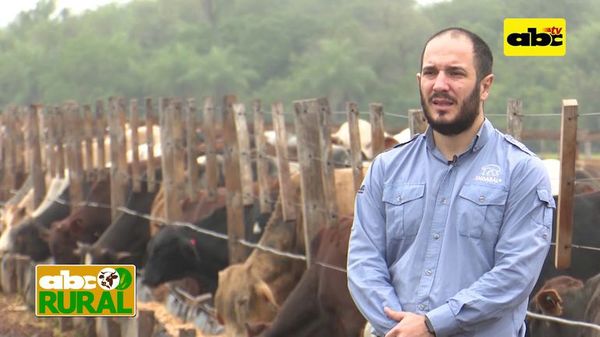 Uso de concentrado con maíz a grano entero - ABC Rural - ABC Color