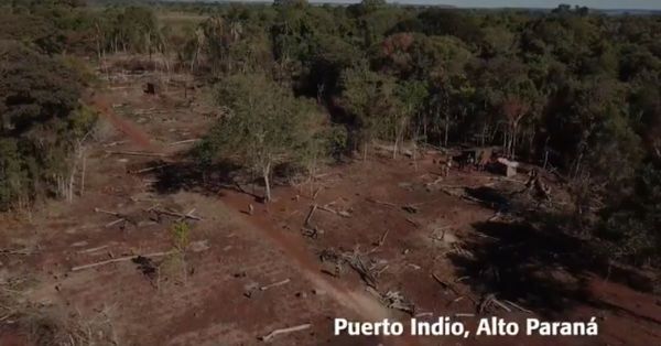 Delitos ambientales no cesan en reservas de Itaipu - El Trueno