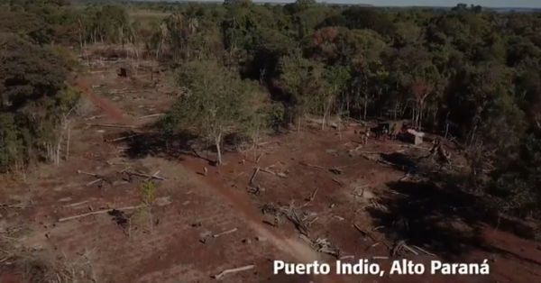 Delitos ambientales no cesan en reservas de Itaipu - El Trueno