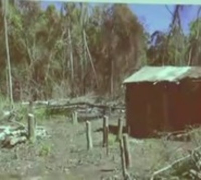 Masiva deforestación en Puerto Indio - Paraguay.com