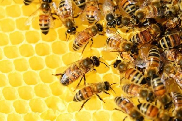 Indígena falleció tras sufrir picaduras de abejas en zona rural de Pedro Juan Caballero