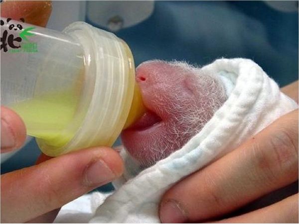 Un panda regalado por China a Taiwán tiene una segunda cría