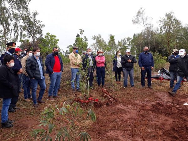 Cáñamo podría comercializarse oficialmente desde diciembre