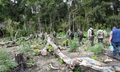 Destruyen plantaciones de marihuana dentro del Parque Nacional Serranías San Luis – Diario TNPRESS