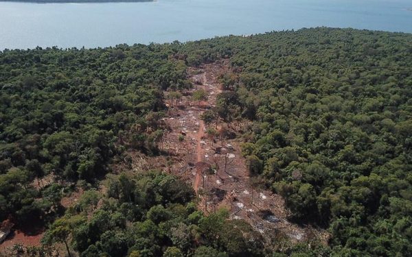 Itaipú denuncia invasión de área protegida – Diario TNPRESS