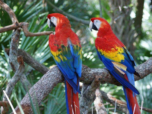 Liberan a 5 guacamayos rojos para reintroducirlos en Argentina