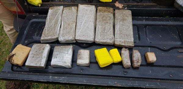 Destruyen 21 toneladas de marihuana en Caaguazú - Nacionales - ABC Color