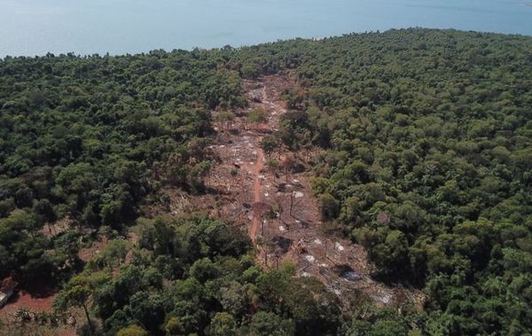 Preocupante deforestación en franja de protección de Itaipú - Interior - ABC Color