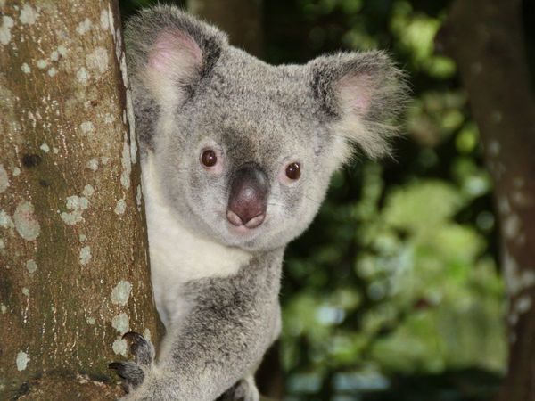Los koalas podrían extinguirse en el Este de Australia para el 2050
