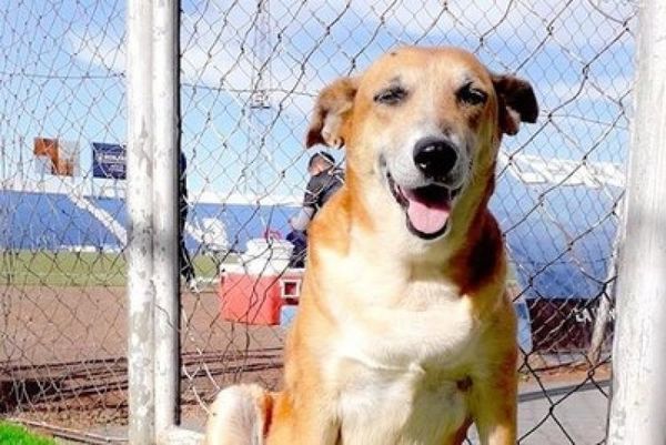 Se cerraron para siempre los ojos azules de la mascota del 2 de Mayo