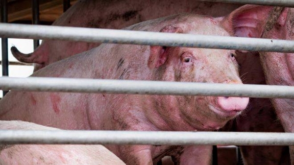 HOY / Hallan en China un virus de la gripe con 'potencial pandémico'