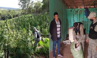 Incautan 21 toneladas de marihuana en Caaguazú – Prensa 5