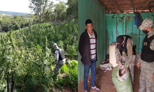Incautan 21 toneladas de marihuana en Caaguazú – Prensa 5