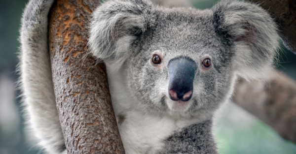 Los koalas podrían extinguirse en el este de Australia para el 2050 » Ñanduti