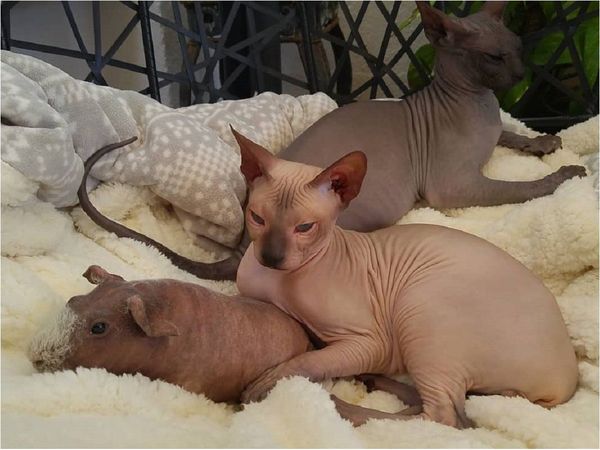 Un cobayo calvo es acogido por una familia de gatos sin pelaje