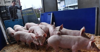 Descubren un virus de gripe porcina propicio para una nueva pandemia