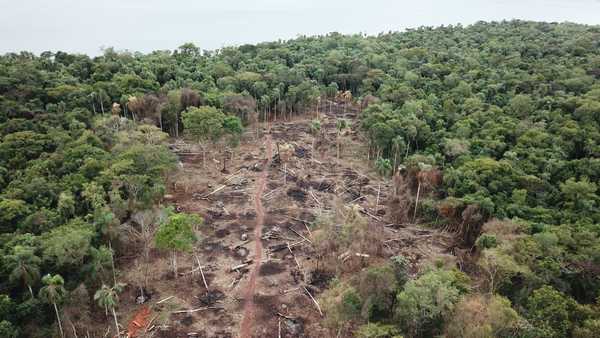 Constatan deforestación de 11 hectáreas de bosques nativos de la reserva de Itaipu