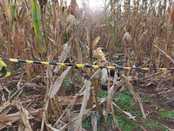 Niña indígena muere tras ser víctima de violación en Itapúa