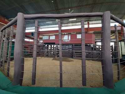 Entre Martillos realiza hoy feria de invernada express en Ferusa