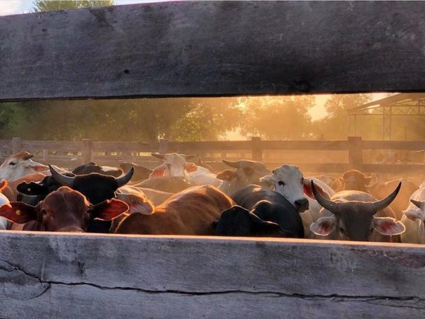 Otra semana con suba de precio para el ganado con destino a plantas exportadoras