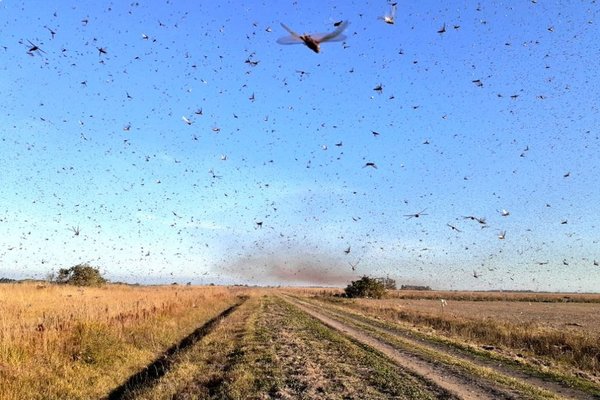 Plaga de langostas pasó de Paraguay a Argentina y preocupa a autoridades del Mercosur