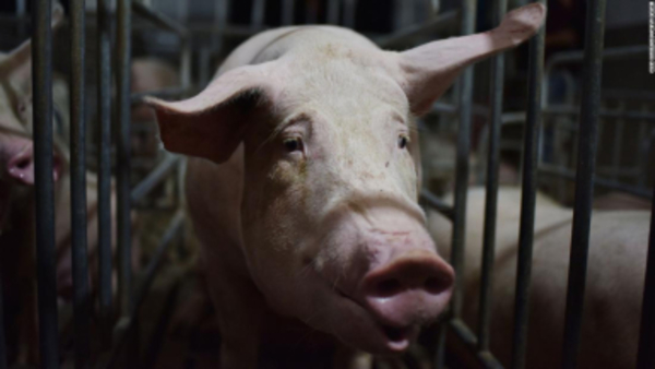Descubren nueva gripe porcina con “potencial pandémico” en China – Prensa 5