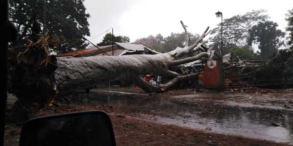 Capilla del Monte: Gigantesco árbol cayó encima de una ferreteria » San Lorenzo PY