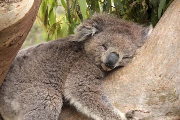 Los koalas podrían extinguirse en el este de Australia para el 2050 - Ciencia - ABC Color