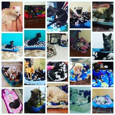 Familia se une para mimar a animalitos