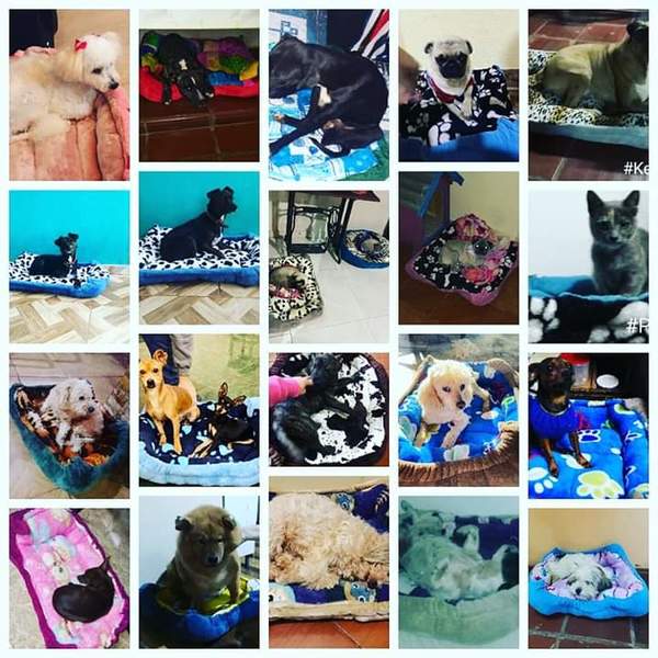 Familia se une para mimar a animalitos