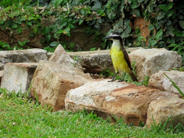 Ciclo virtual para adentrarse al mundo de las aves