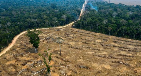Ejército brasileño no logra éxito en reducción de deforestación de la Amazonia en mayo