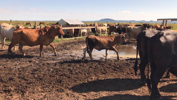 Rodeo de cría en campos bajos y la utilización de balanceados para potenciar los terneros