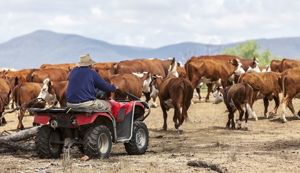 MLA lanzó Plan Estratégico 2025 para ganadería australiana