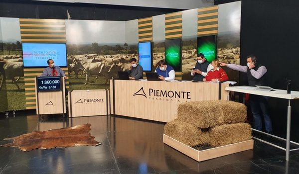 Piemonte vendió en tres días más de 3.100 cabezas de invernada