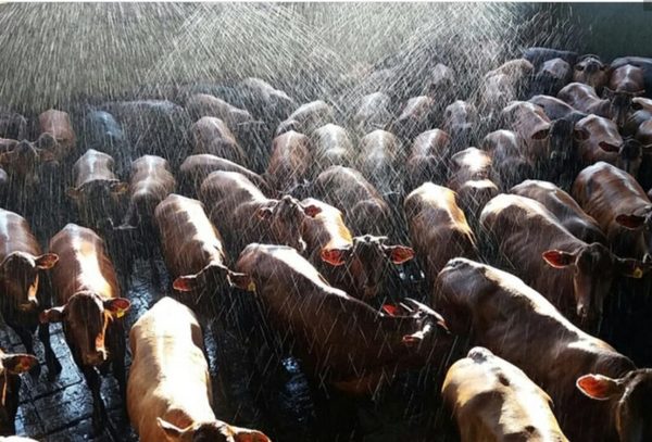 Brasil: frigoríficos ofrecen sobreprecio por ganados para faena con destino a China
