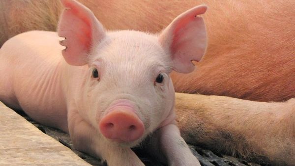 Descubren nueva gripe porcina con “potencial pandémico” en China - Digital Misiones