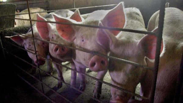 En China detectan una nueva gripe que podría convertirse en pandemia tras el COVID-19 - Megacadena — Últimas Noticias de Paraguay