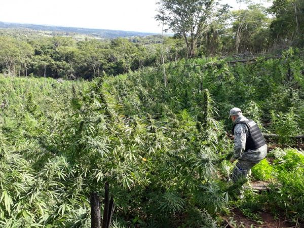 Senad detuvo a un hombre y destruyó 21 toneladas de marihuana