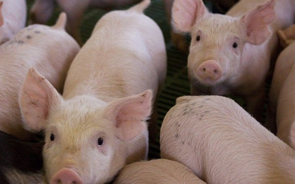 Temen otra pandemia ante descubrimiento de nuevo tipo de gripe porcina en China | Noticias Paraguay