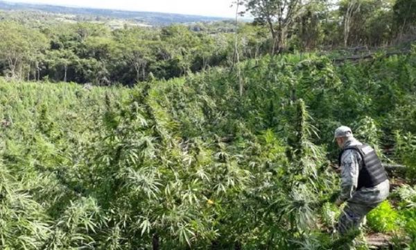 Senad destruyó 21 toneladas de marihuana y detuvo a un hombre en Caaguazú