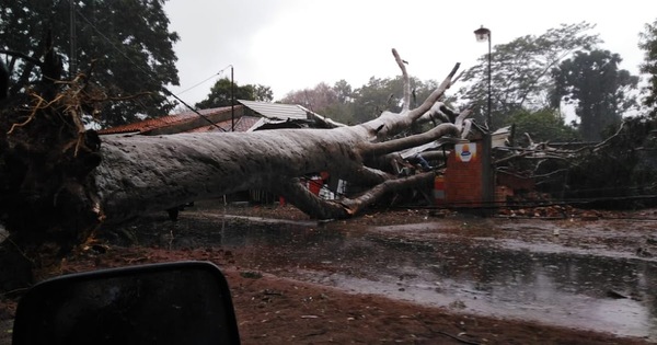 Frondoso árbol cayó sobre una ferretería