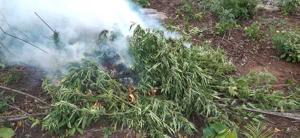 Destruyen casi 700 kilos de marihuana en el Parque Nacional San Luis » Ñanduti