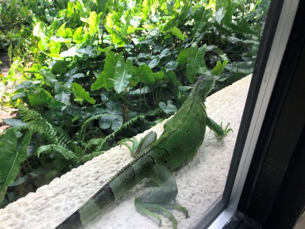 Iguanas verdes y tegus se convierten en animales "prohibidos" en Florida